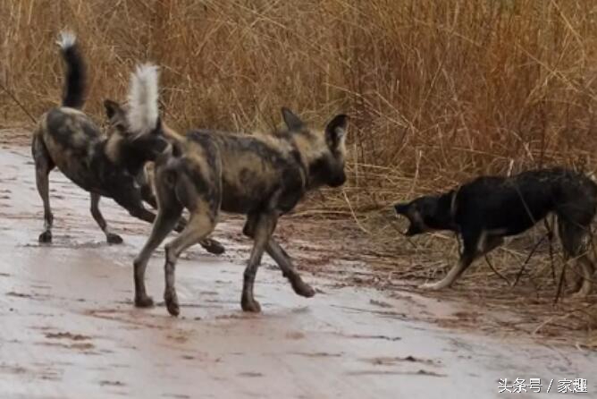 当非洲野狗遇到土狗，相互怒视，土狗威武，把野狗群都给吓跑了