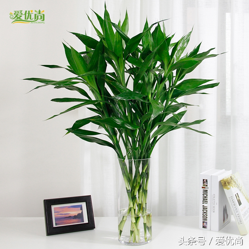 超实用水培植物怎么养,最适合懒人养的4种水培植物