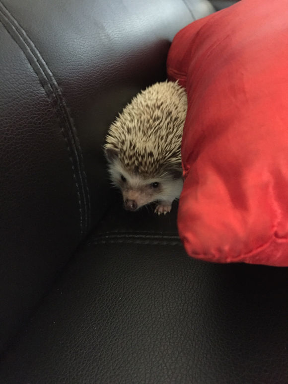 我家非洲迷你刺猬土豆的106天胖萌日记