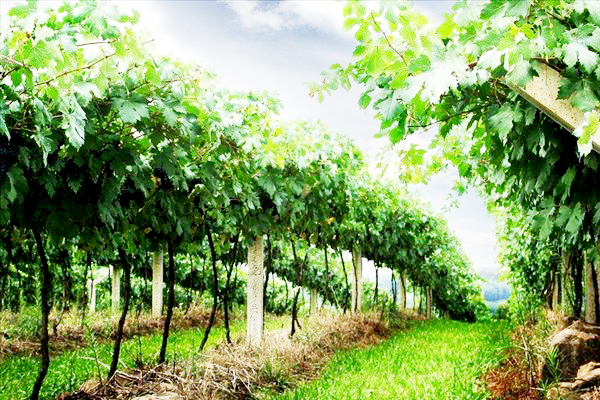 长沙周边烤全羊农家乐,长沙周边采摘农家乐