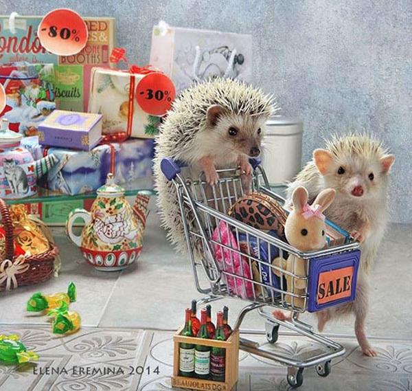 温柔可爱到爆的小刺猬,可爱呆萌小刺猬