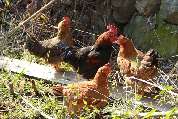 一般想买土鸡到哪里去买,去市场买鸡如何挑选
