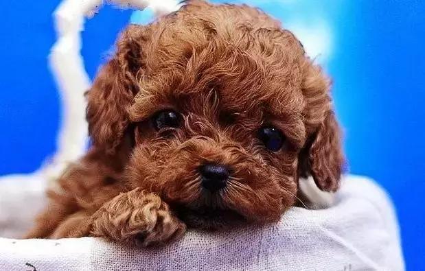 怎么给狗狗选择合适的狗粮,铲屎官如何给狗狗储备狗粮