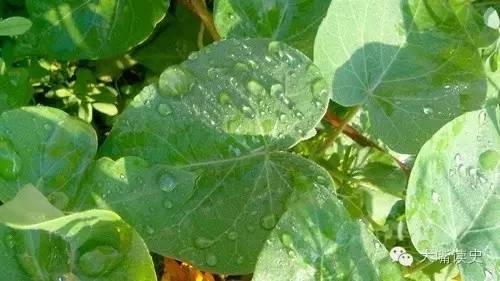 刺客暗杀女人视频,刺客伍六七刺杀美少女图片