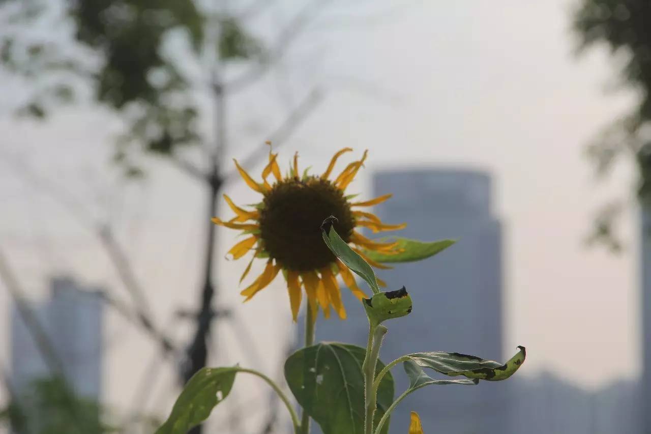 向日葵简短介绍,向日葵简短的知识