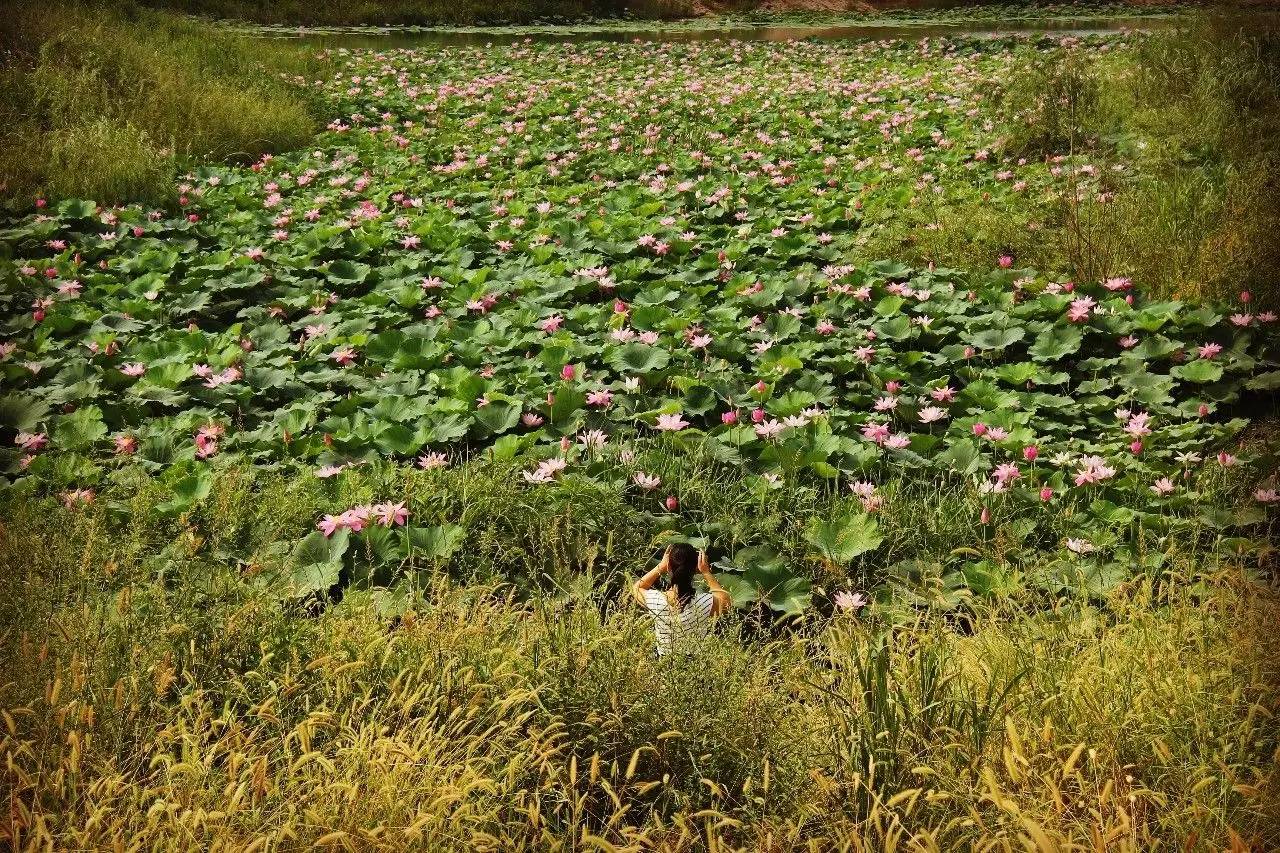灞渭车游湿地公园价格,西安灞渭车桥湿地免费不
