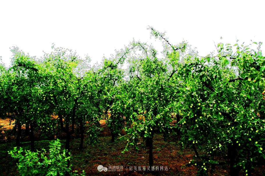 石家庄赞皇特产枣花,赞皇枣花