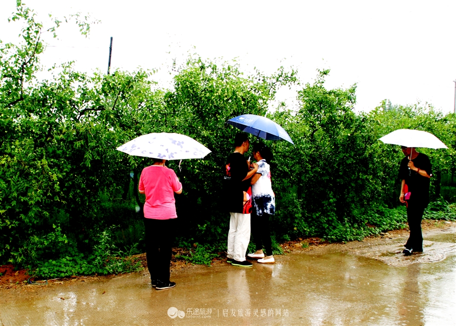 石家庄赞皇特产枣花,赞皇枣花