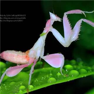 神马鬼|10万1只的奇葩昆虫宠物