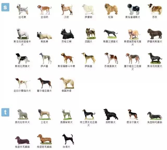 狗狗品种大全视频,狗狗品种大全萨摩耶