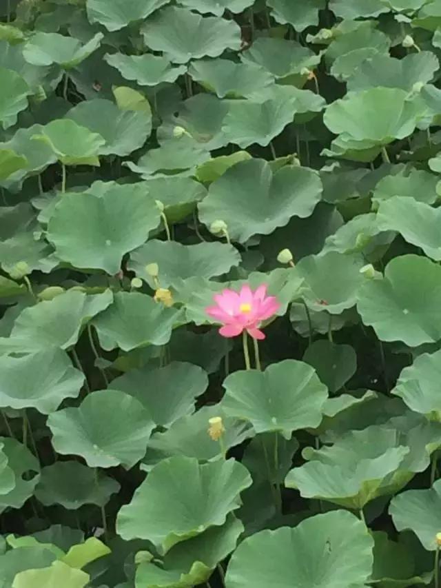南乐西邵荷花池,南乐县西邵乡荷花池
