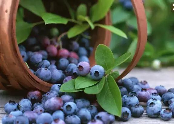 小小蓝莓果成为致富果,蓝莓果喜成增收致富果