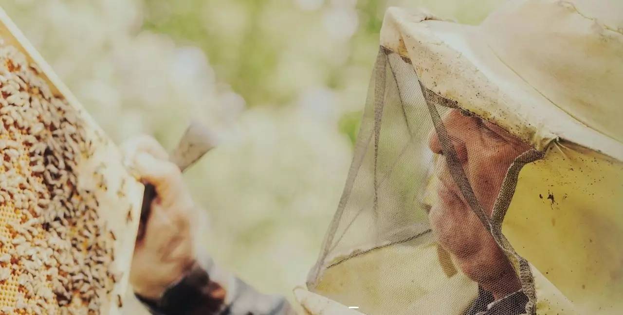 老中医蜂蜜系列,老中医生姜蜂蜜