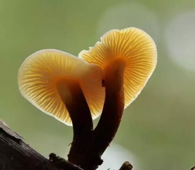 那一场刻骨铭心的毒菌风波