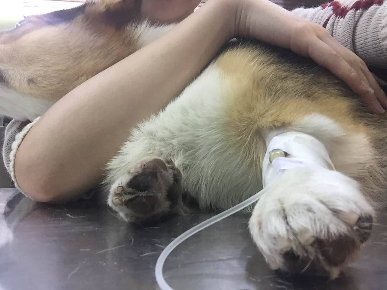 狗狗吃了骨头拉血是怎么回事,狗狗吃骨头拉血死亡