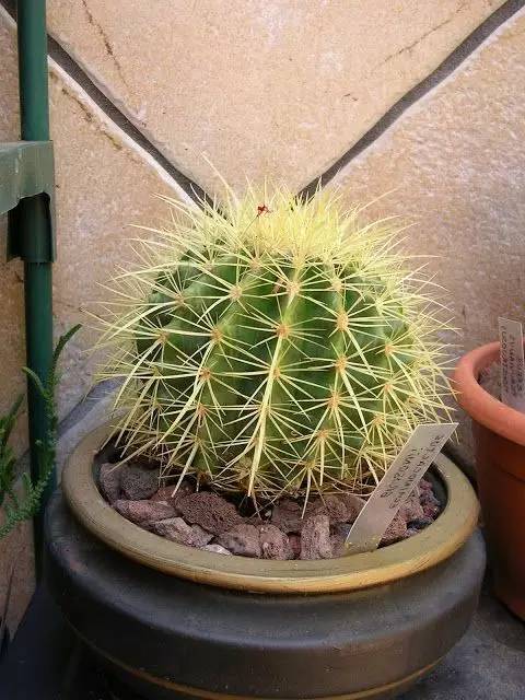 仙人球最常见的品种，你能认识几个？