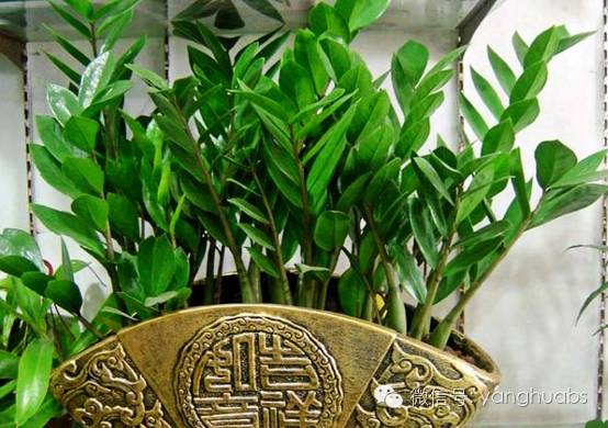 摇钱树变成光杆树视频,摇钱树落叶子怎么办