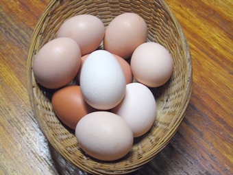 鸡为什么会生出长形鸡蛋,鸡蛋的颜色与鸡有什么关系