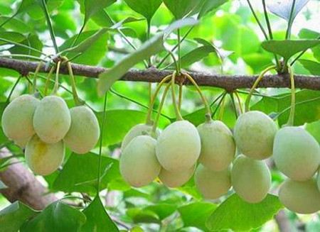 五谷杂粮食疗养生的功效有哪些,养生五谷粥里都有什么