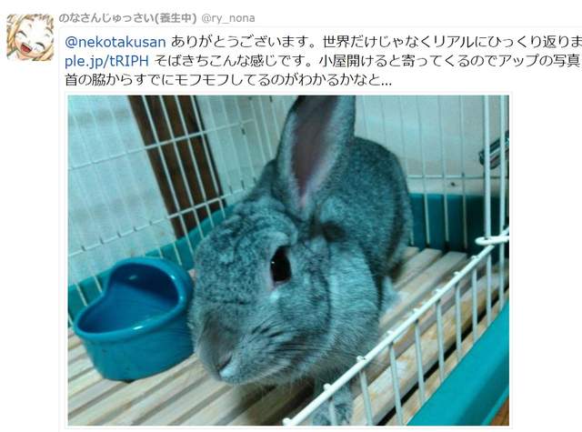 养了很久的兔子有灵性还是死了,养了两年的兔子