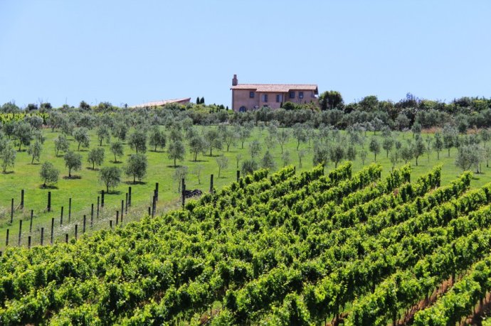 到怀希基岛,品酒-看海