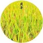 今天处暑,今天处暑节气