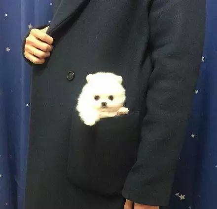 博美嘴巴边缘出血,超级可爱萌博美