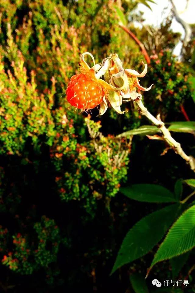 马来西亚pengerang旅游攻略,沙巴旅游自由行十大必去景点
