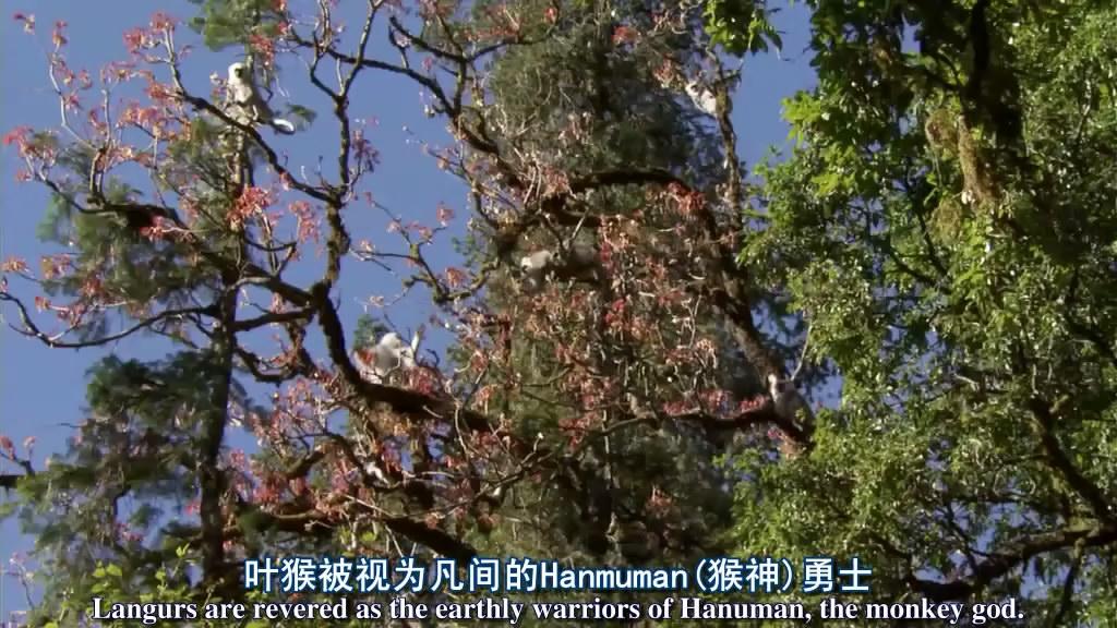 给大家推荐一个超好看的纪录片,推荐几部有深度的纪录片