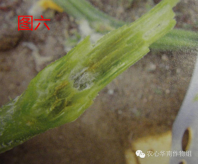 冬瓜病虫害特效药视频,西瓜秧枯萎病怎么治疗