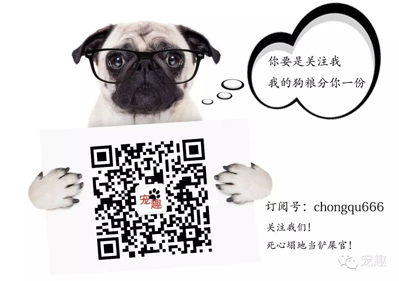 怎么用饼干做简单的狗粮,自制宠物饼干狗粮