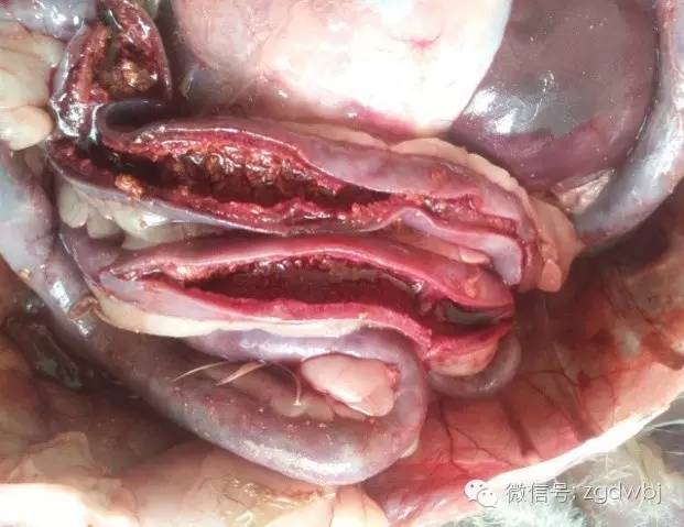 小鹅瘟治疗案例及其过程分析,小鹅瘟暴发的防治方法