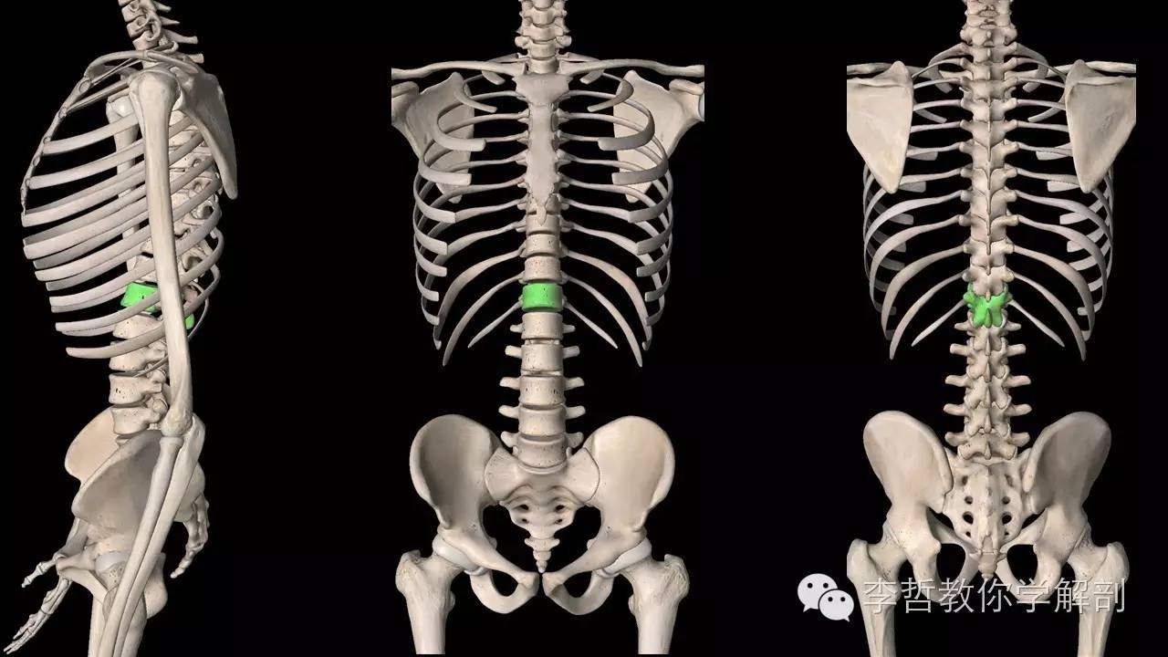 腰痛腹横肌痛,腹壁肌疼痛症状