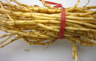 随处可见的杂草,随处可见长刺的野草