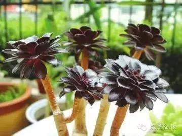 刚买回来的水培多肉怎么养,水培多肉和湿培多肉哪种好