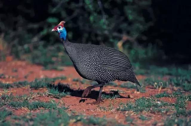 鸡属于比较大型的鸟类吗,像鸡的鸟品种