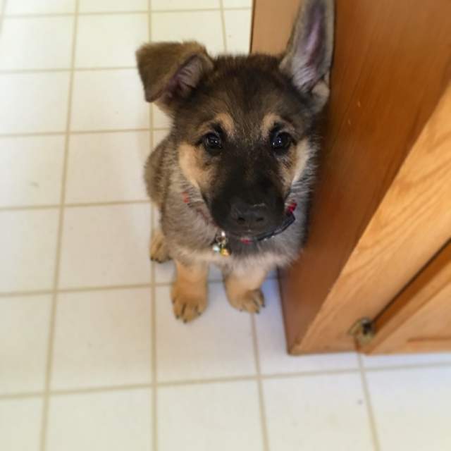 德国牧羊犬耳朵的标准,德国牧羊犬耳朵外翻怎么回事