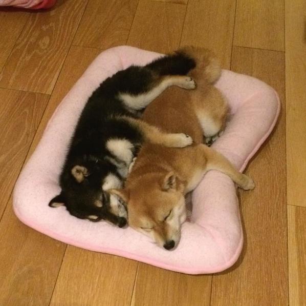 猫咪组合和柴犬组合，你喜欢那一组？