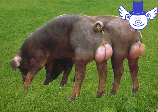 如何判断种公猪精液品质？异味过重的精液不能拿来人工授精！