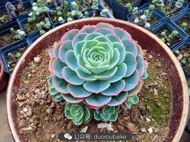 当多肉普货养出颜值，让所谓的韩货欧货都羞涩万分！