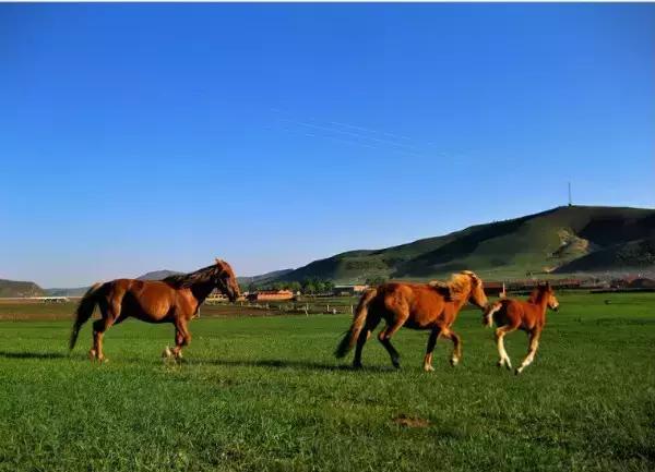 保定周边免费看红叶最佳旅游地点,保定周边一日游看红叶自驾游