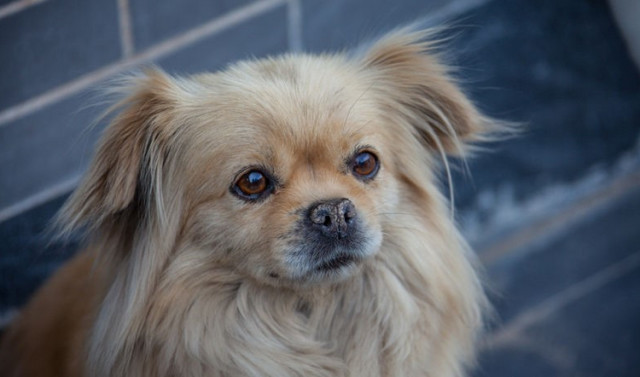 曾经通州的名片梨园狗市即将搬迁,狗狗们将何去何从?