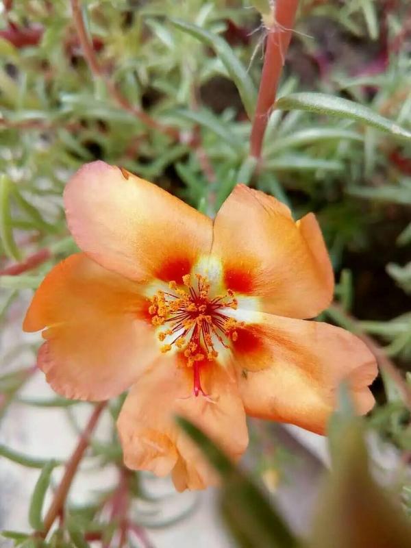 花朵语录唯美句子,夕阳西下花朵的唯美句子