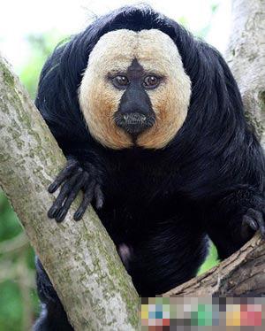 熊猫蚂蚁动物视频,大熊猫少见多怪