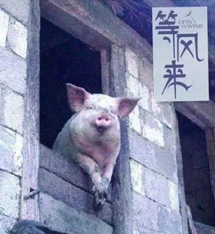 中国玩手机现状,国产手机的困境