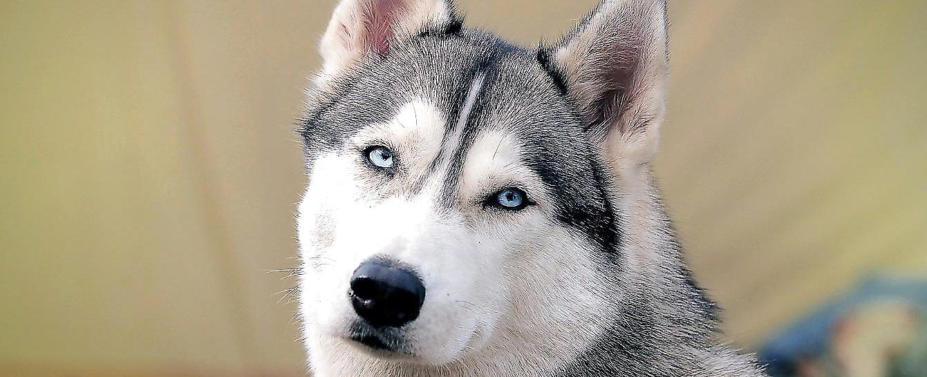 哈士奇为什么没体臭,哈士奇有没有体臭