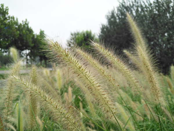 华为麦芒5吃鸡画质测评,华为麦芒拍照最好的手机