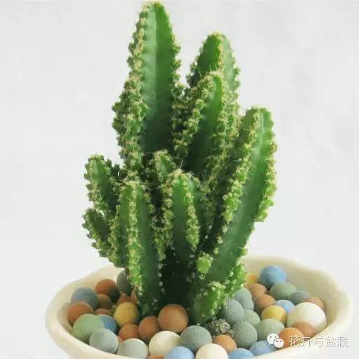 仙人球最常见的品种，你能认识几个？