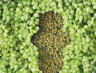 手把手教你看懂白带化验单！