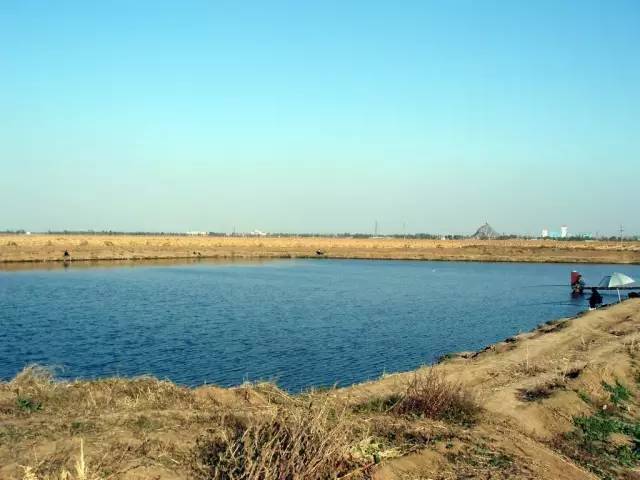 一个老板挖个鱼塘,杭州一老板挖个鱼塘